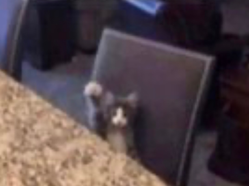 ❄️💙DynaPhoton🤎❄️ tweet media