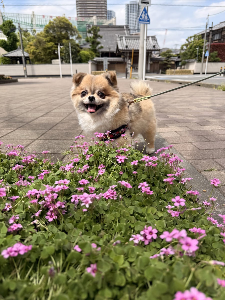 Umihotaru88's tweet image. 素敵な笑顔🐶
#dogsofinstagram #Chihuahua