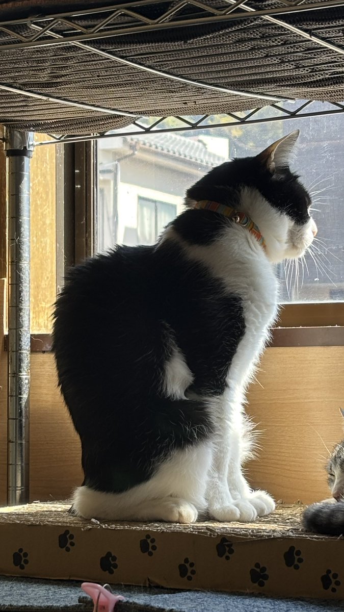 にゃんたまチャンネル@猫と遊べる温泉旅館 tweet media