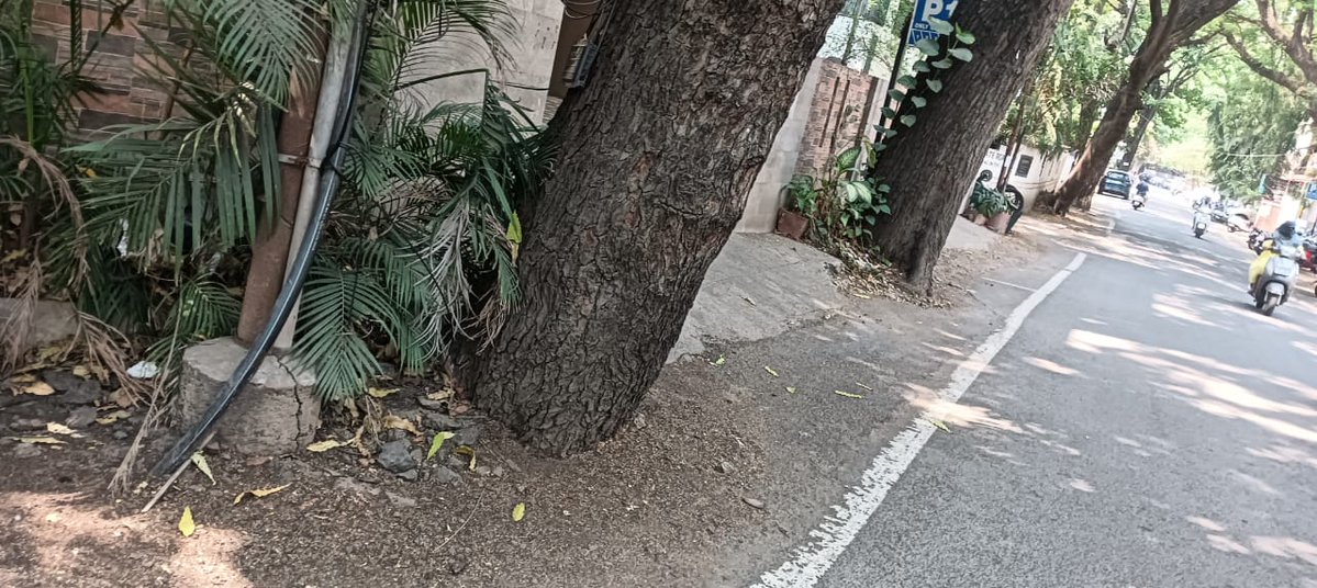#SaveTreesFromConcrete
 बुंध्यापर्यंत काँक्रीट ओतल्याने मुळांचा श्वास कोंडला जातो. जमिनीखालील पाण्याचे पुनर्भरण थांबते, मुळे सडतात. यामुळे झाड आतून कमकुवत होते, पावसाळ्यात थोड्या वाऱ्यानेही उन्मळून पडते. हे झाड हळूहळू मारण्यासारखे आहे,ही 'मूक हत्या' आहे.
<a href="/SG_HJS/">Sunil Ghanwat 🛕🛕</a>
हे थांबले पाहिजे!