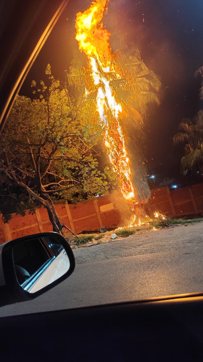 Movilización de cuerpos de rescate por incendio de palmera cerca de la Prepa 1 en #Cuernavaca. Evite la zona si circula por el área. #Morelos #Incendio 🔥
