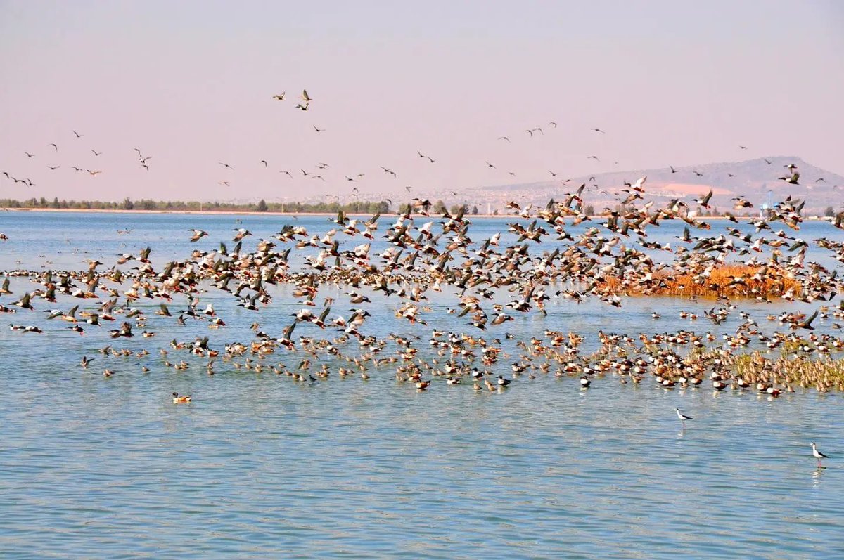 J. Rinconi tweet media