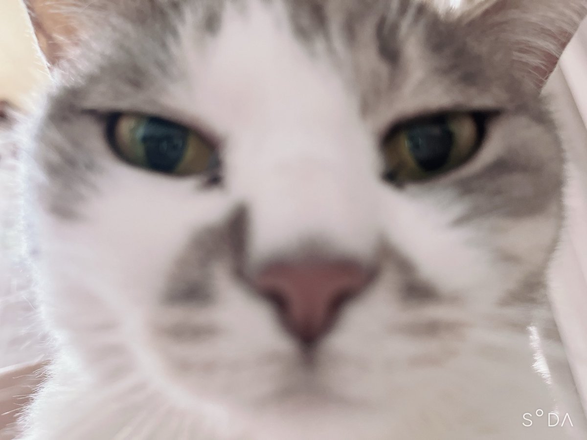 ゴリみ🐈🧋🦔⸒⸒ tweet media