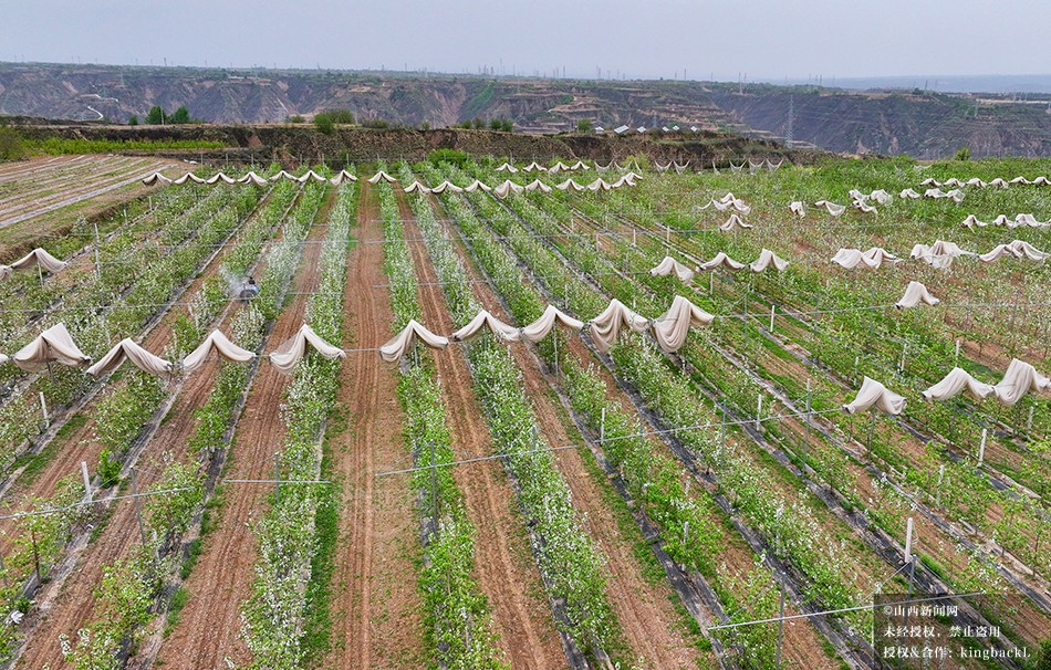 sxxww518's tweet image. 4月19日，山西大宁县果农抢抓晴好天气为苹果树人工授粉，助力产业升级促增收。
On April 19, fruit farmers in Daning County, Shanxi, seized fine weather to manually pollinate apple trees, boosting industry upgrade and income. #pollination #upgrade