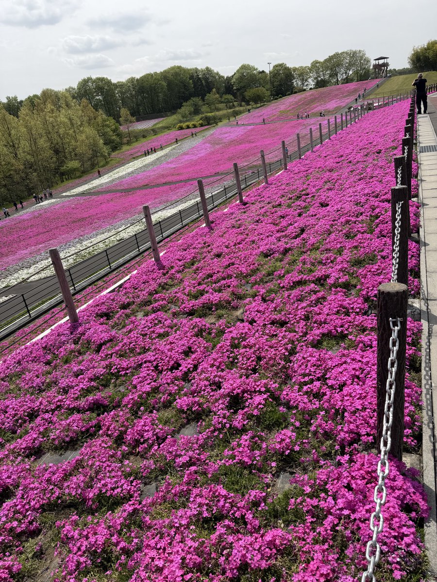 mameendo's tweet photo. 芝さくら
ライターの義務も https://t.co/UUcbhuJ6E3