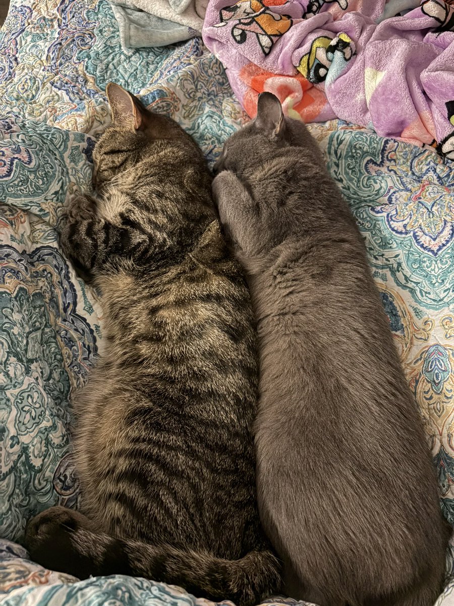 do you guys think they know I’d die for them