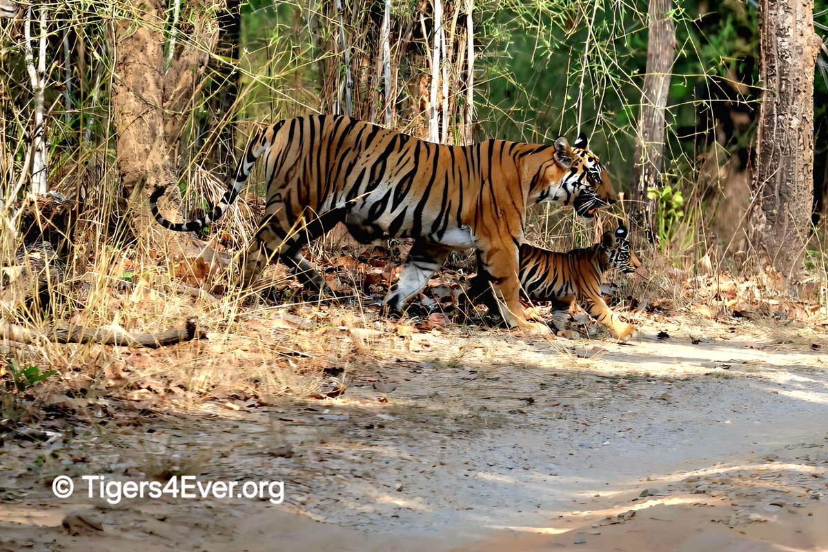 Tigers4Ever2010's tweet image. We have our #WednesdayWisdom &amp;amp; it gives us our #WednesdayMotivation to save the wild #Tigers too