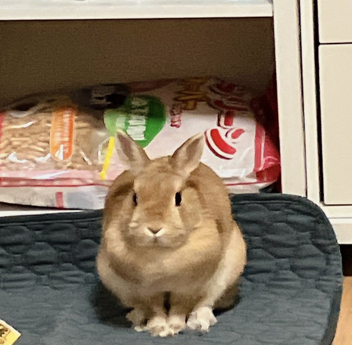 スタジオレッキス tweet media