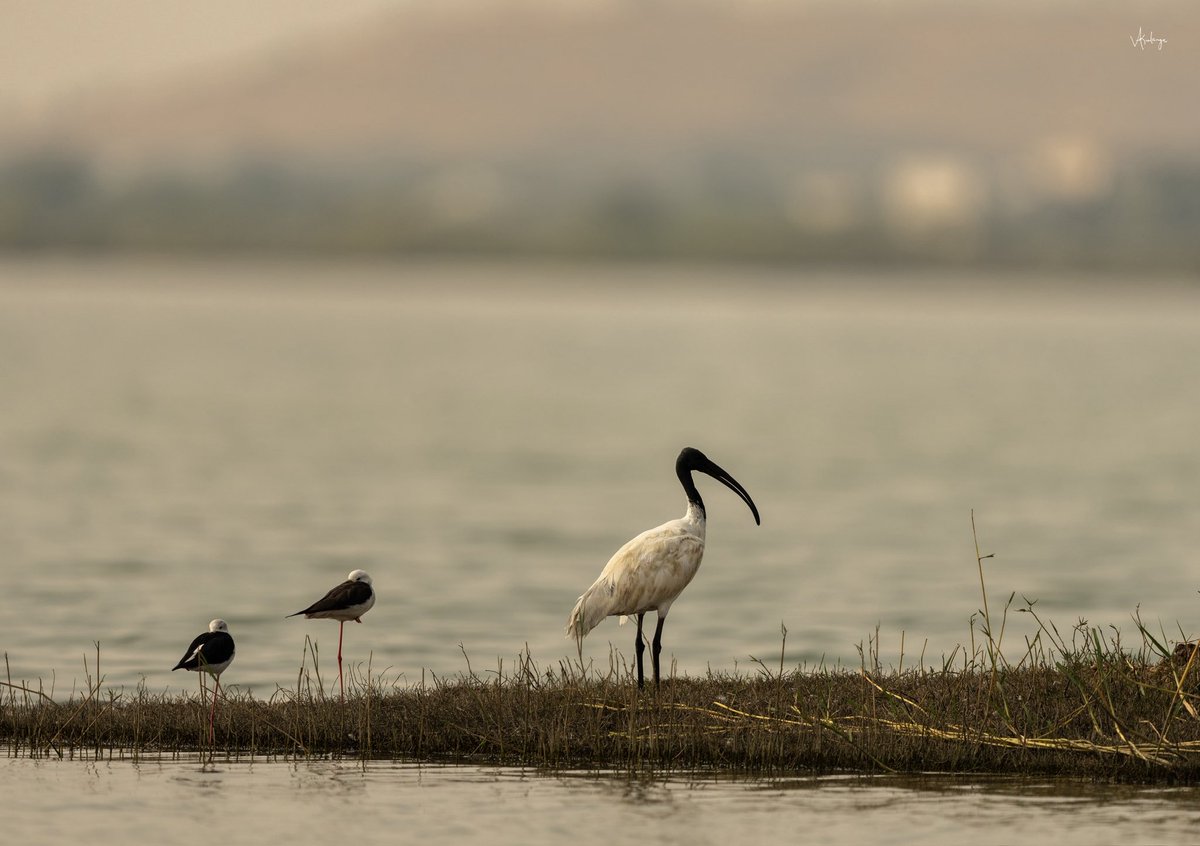 Vijaykulange's tweet image. Meditation… !!
#morning click