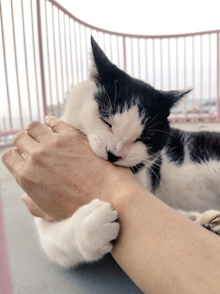 マック&シュンカナ-054🐈‍⬛🐈️ tweet media