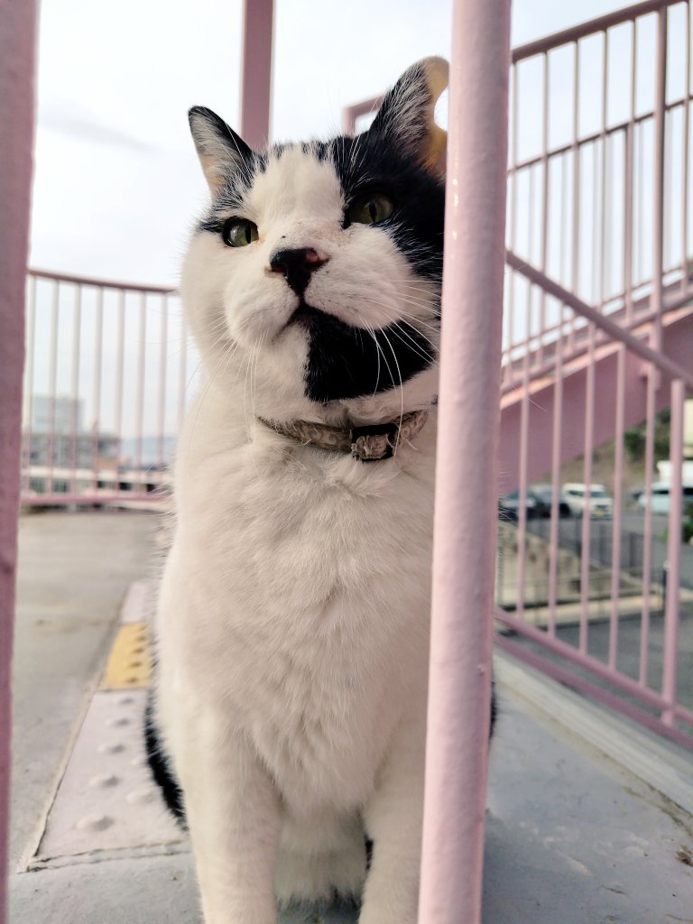 マック&シュンカナ-054🐈‍⬛🐈️ tweet media