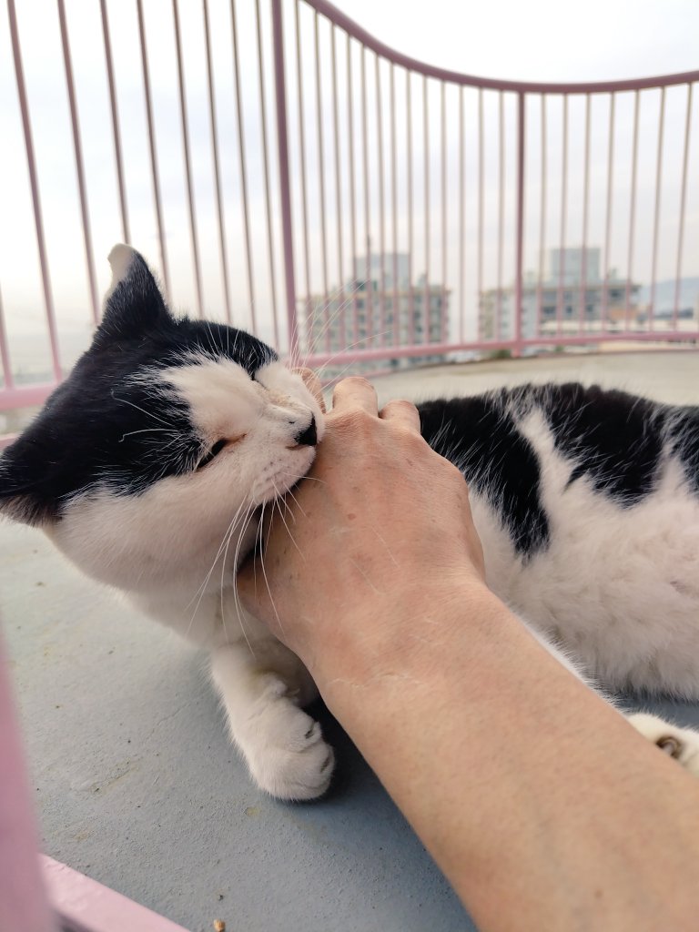 マック&シュンカナ-054🐈‍⬛🐈️ tweet media