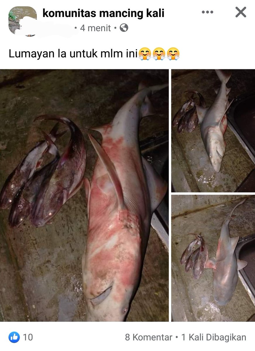 𓆝 Erza Istiophoriformes 🦚🧟‍♀️🍂🐿🔮🎨 tweet media