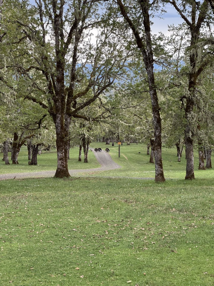 Original Content tweet media