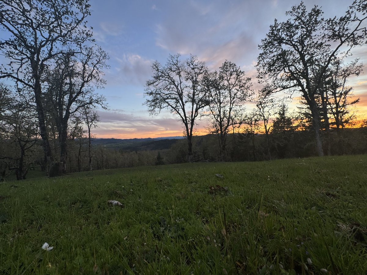 Original Content tweet media