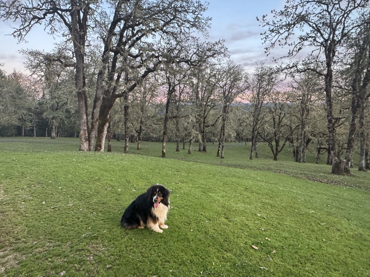 Original Content tweet media