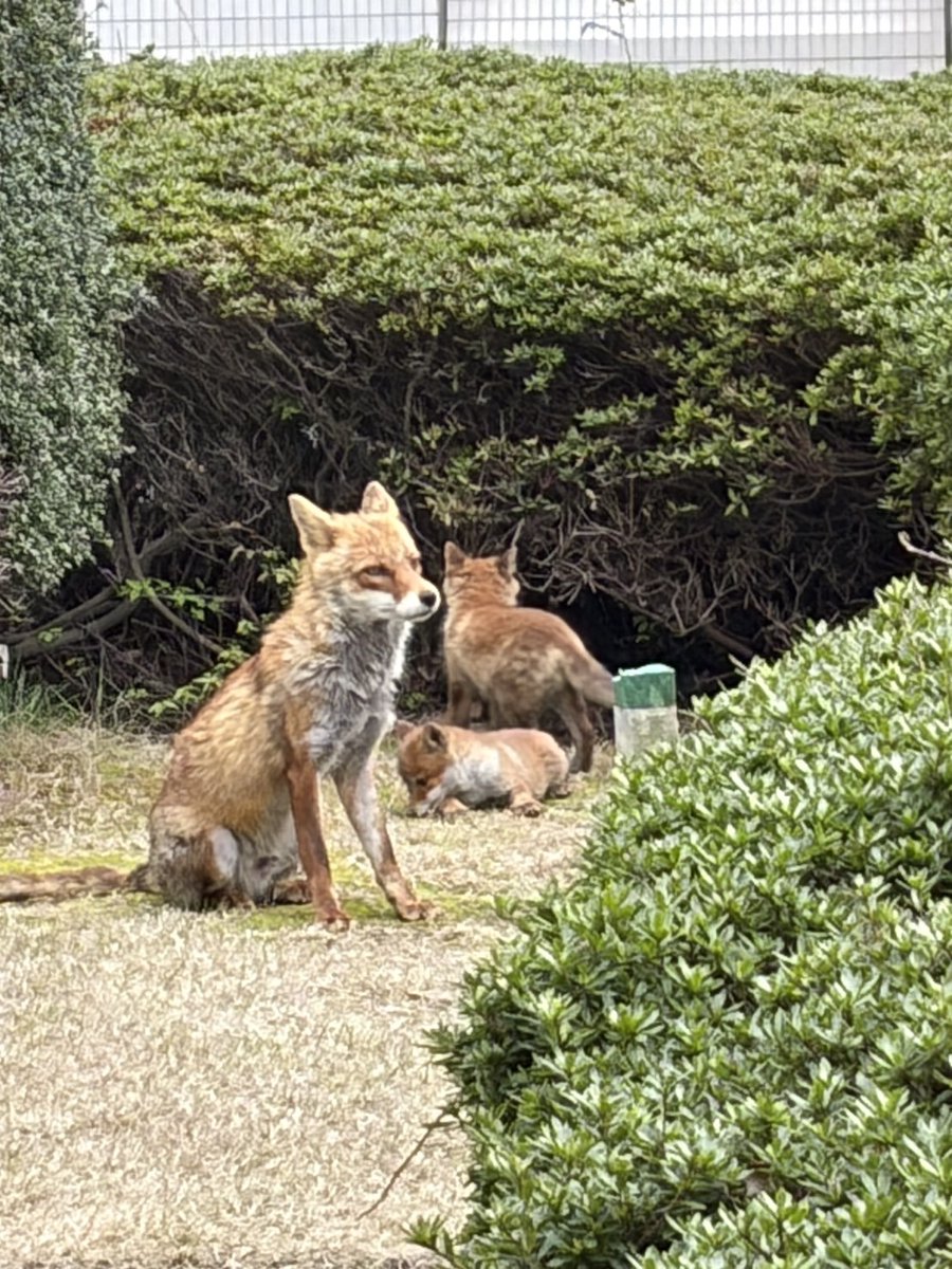 新潟県観光協会【公式】 tweet media