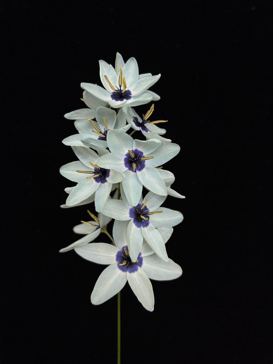 #Ixia ‘Snow fantasy’

nyanyanyanyanko.com/plants/ixia/56…