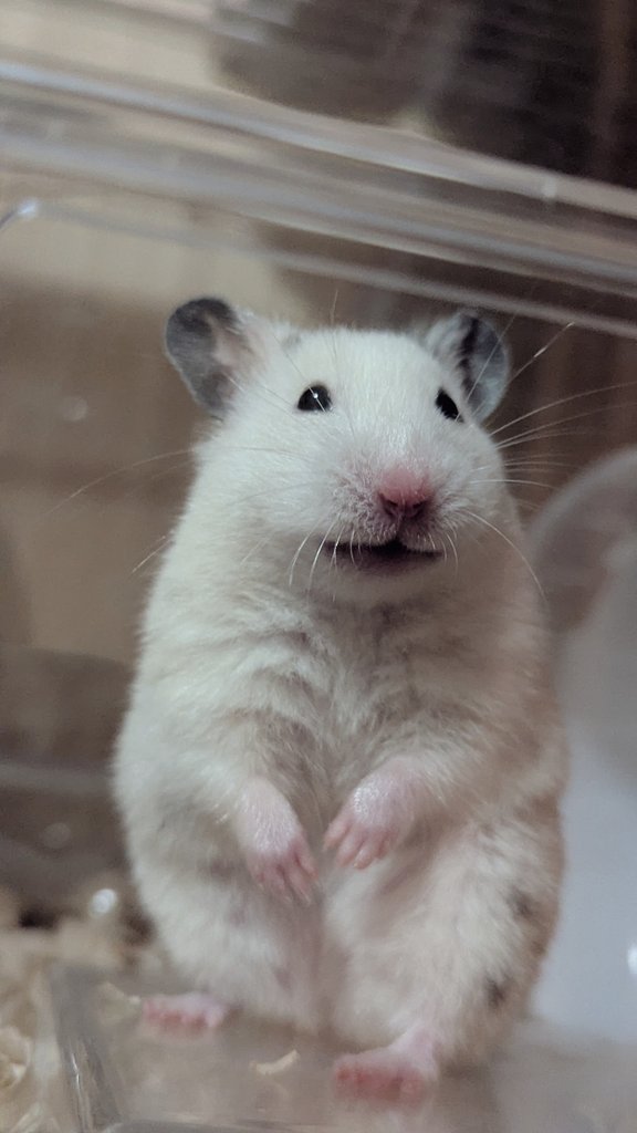 しまくさ つぐら tweet media