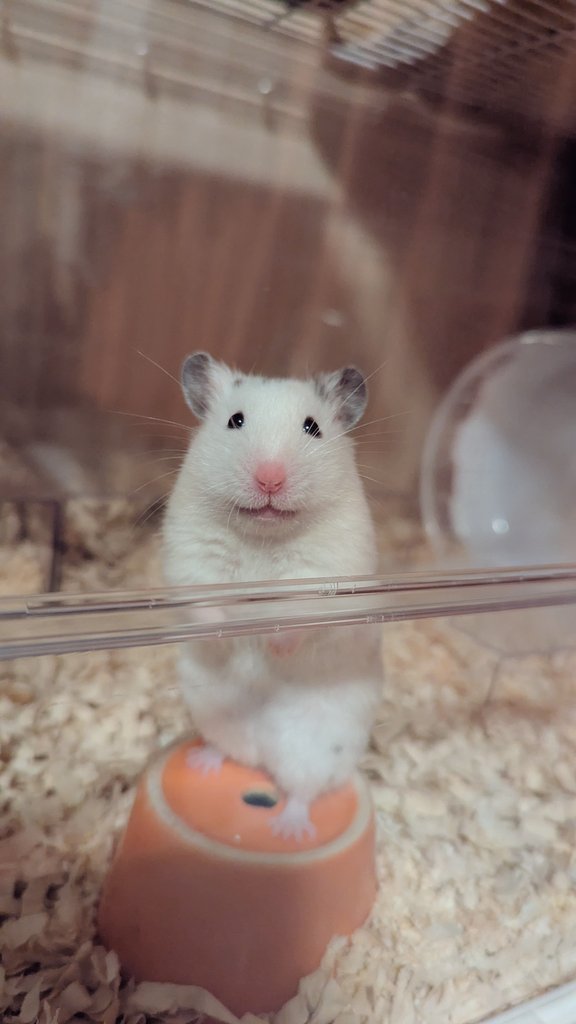 しまくさ つぐら tweet media