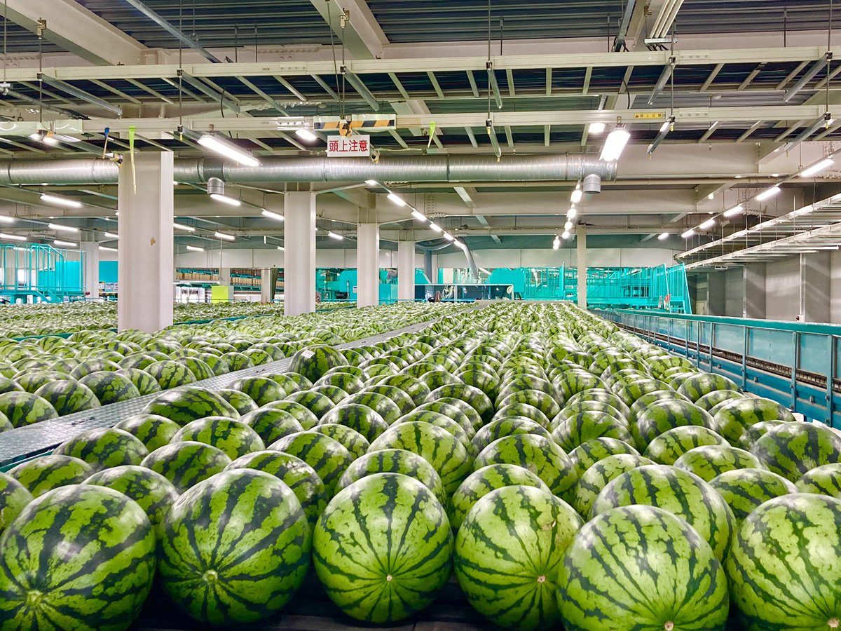 ですです倉吉 tweet media