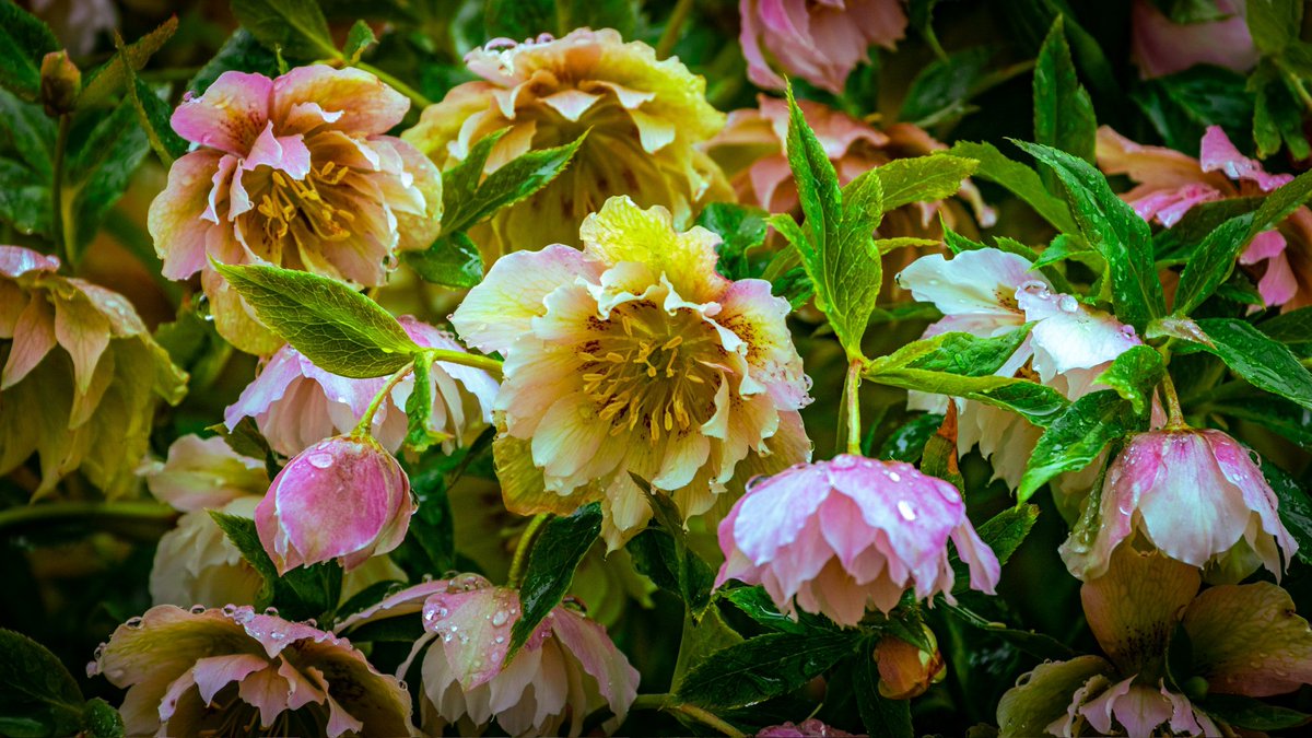 tiefenunscharf's tweet image. Guten Morgen ihr Lieben zu dem heutigen Wochenteiler ☕👋 Der Mittwoch startet leider frostig und dunkel 🥶 Ich wünsche euch einen stressfreien Tag und ein kurzweiliges Bergfest 🥳

📷 #wednesday #flowers #photography #nature