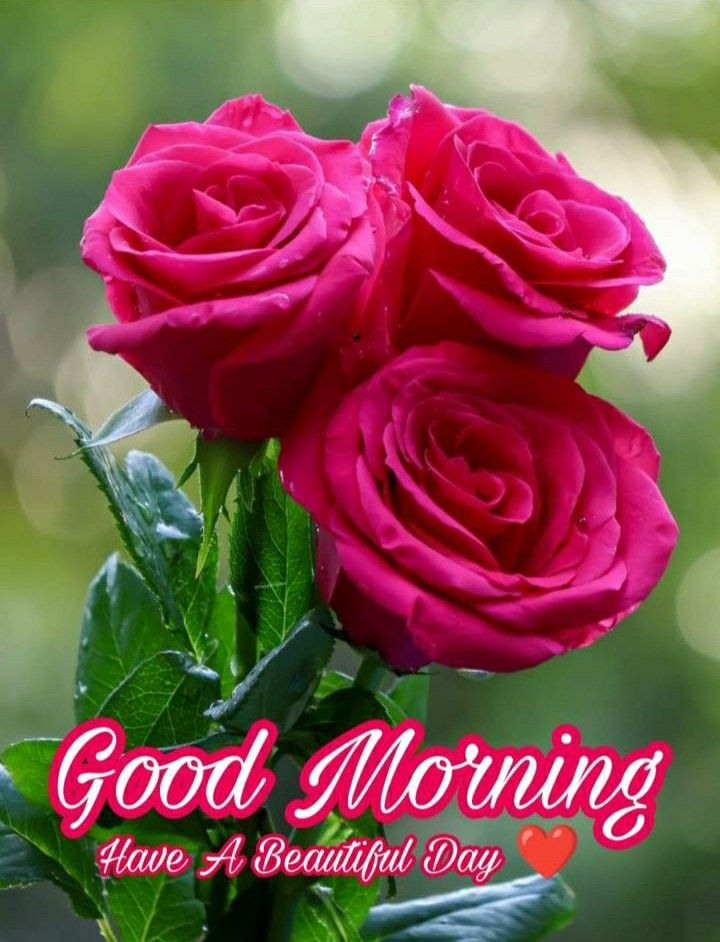 PiratheebaV's tweet image. #Pattu🥰

#GoodMorningX 

#Wednesday 

Happy Morning Folk's 😍🫰🌷