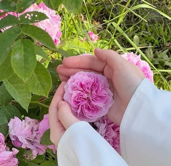 Aяαβιc Qυәәη tweet media