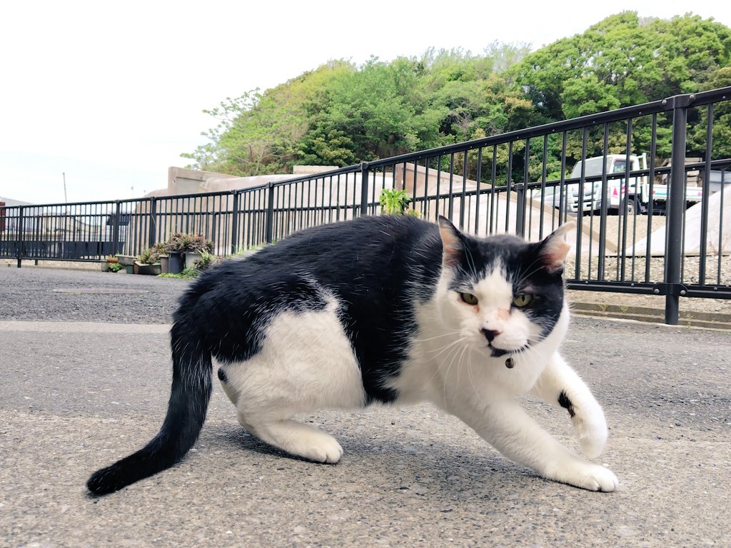 マック&シュンカナ-054🐈‍⬛🐈️ tweet media