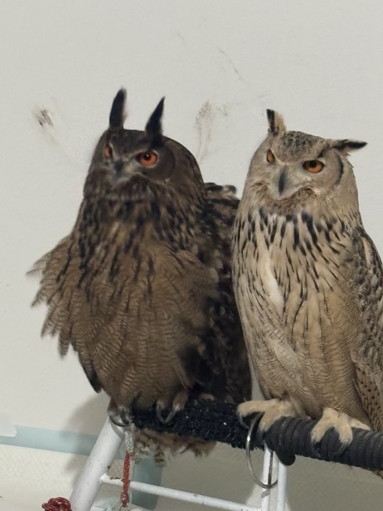 みすずとひろとモカと保護者 tweet media