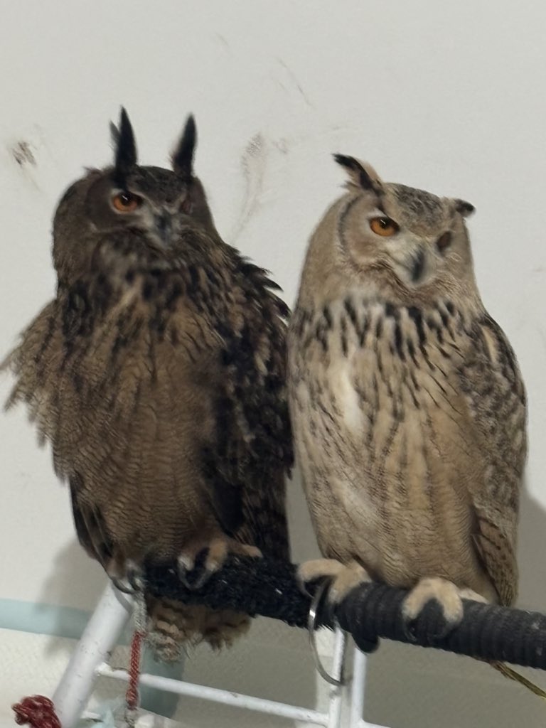 みすずとひろとモカと保護者 tweet media