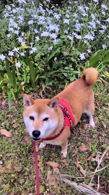まちゃおさん、こんCIAO～🎶
早出から珍しく時間通りに帰れてケセラ聴けた📻
歯の話はいつ聴いても耳が痛い💦
大人になっても歯医者さんは超怖い😵‍💫
なのに明後日も歯医者さん行かねば・・・
歯を大切にしろ！って昔の自分に言いたいです。
写真は今が盛りのシャカの花です。
＃まちゃお765