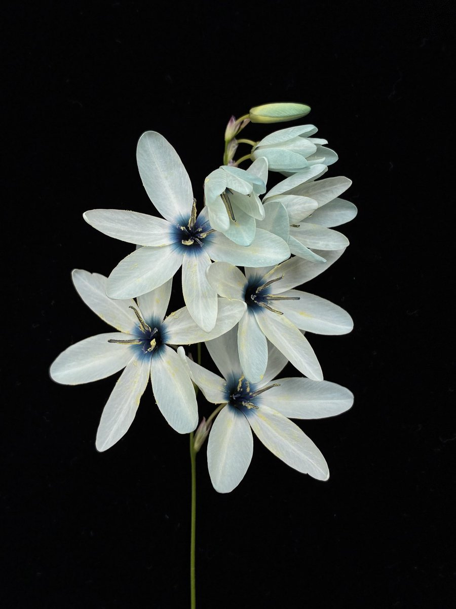 #Ixia ‘Blue sapphire’

nyanyanyanyanko.com/plants/ixia/56…