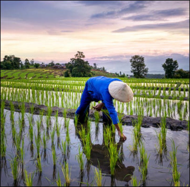 Indianinfoguide's tweet image. 🚨Amazon signs $30 million deal to buy carbon credits from Indian rice farmers.