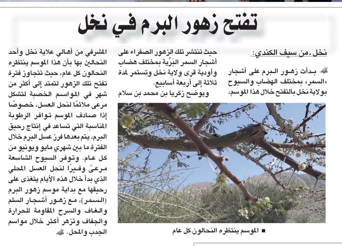 AlkindiSaif1's tweet photo. #صباح_الخير تنتشر زهور البرم على أشجار (السمر) بمختلف الهضاب والسيوح بولاية #نخل خلال هذا الموسم حيث تتوزع تلك الزهور الصفراء على أشجار السمر البرية بمختلف هضاب وأودية قرى ولاية نخل.   المصدر:  #جريدة_الوطن @alwatanoman https://t.co/76t4uUFZIW