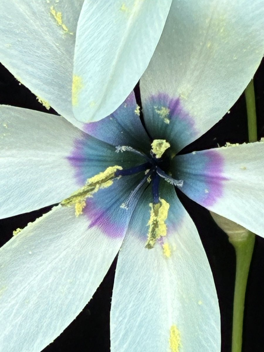 #Ixia ‘Aurora storm’

nyanyanyanyanko.com/plants/ixia/56…