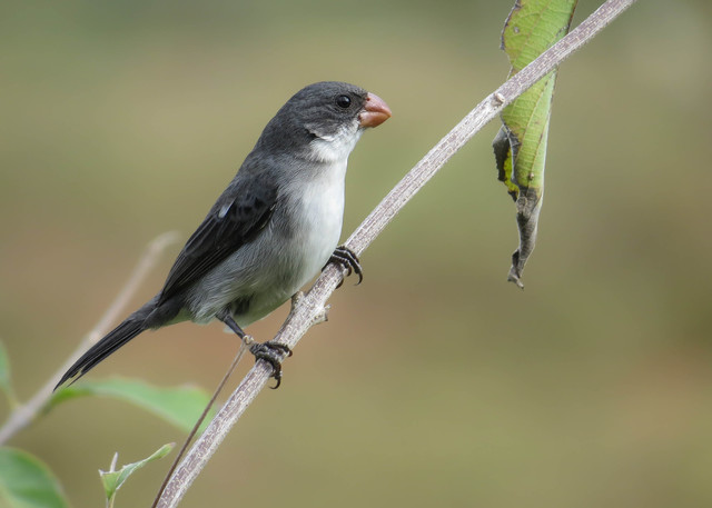 Aves do Brasil tweet media
