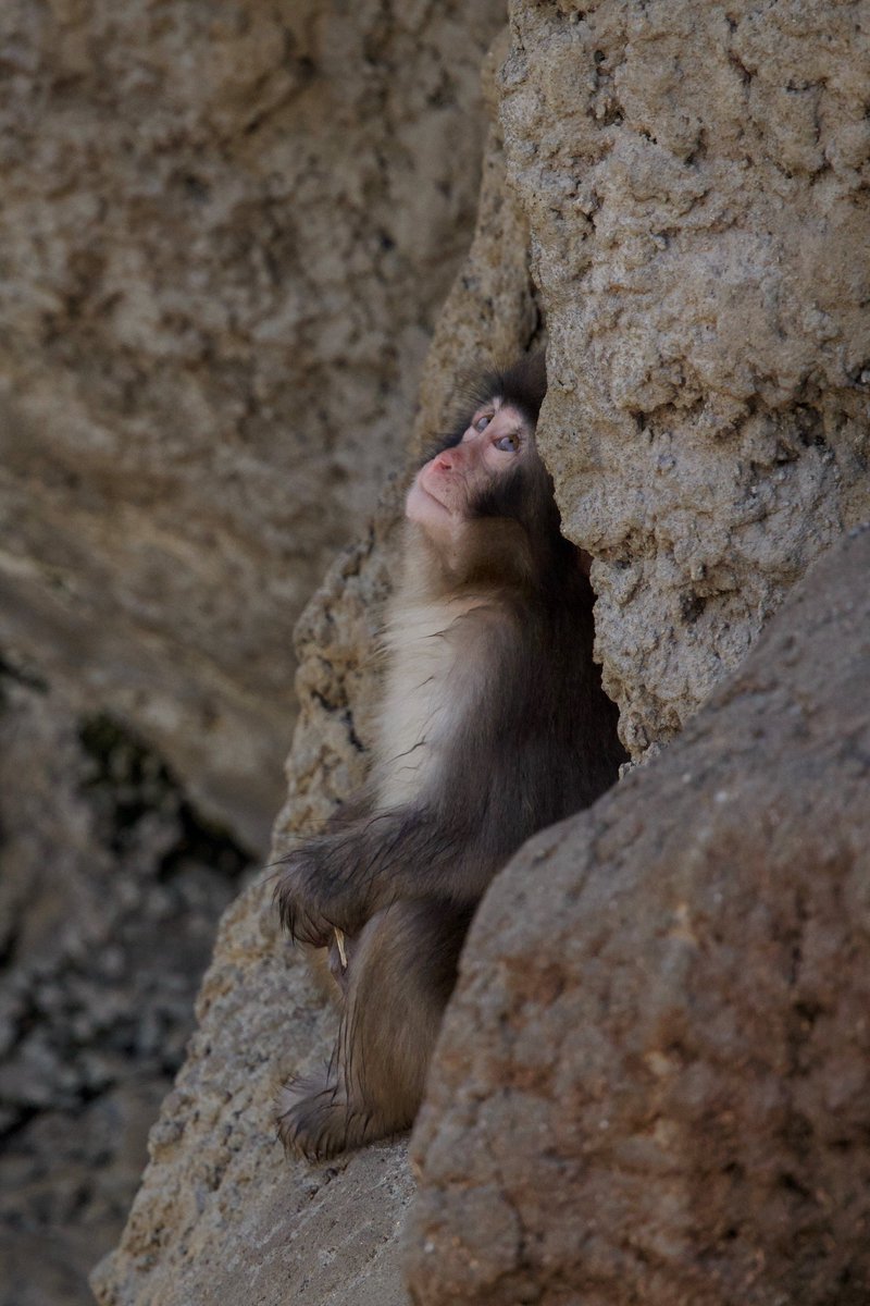 ぱんち🐒🪽 tweet media