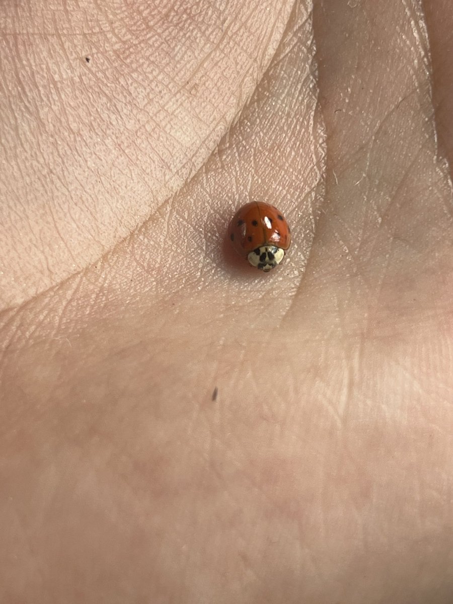 _shacktys_'s tweet photo. Simplemente me siguen a donde vaya 🐞 https://t.co/JKT6kQOUiP