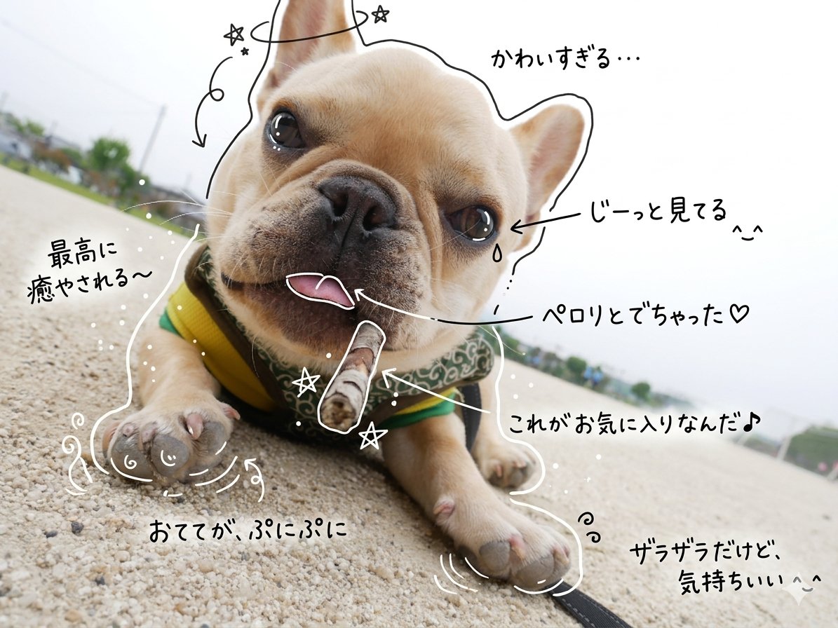 たいが🐶とパッパ👨 tweet media