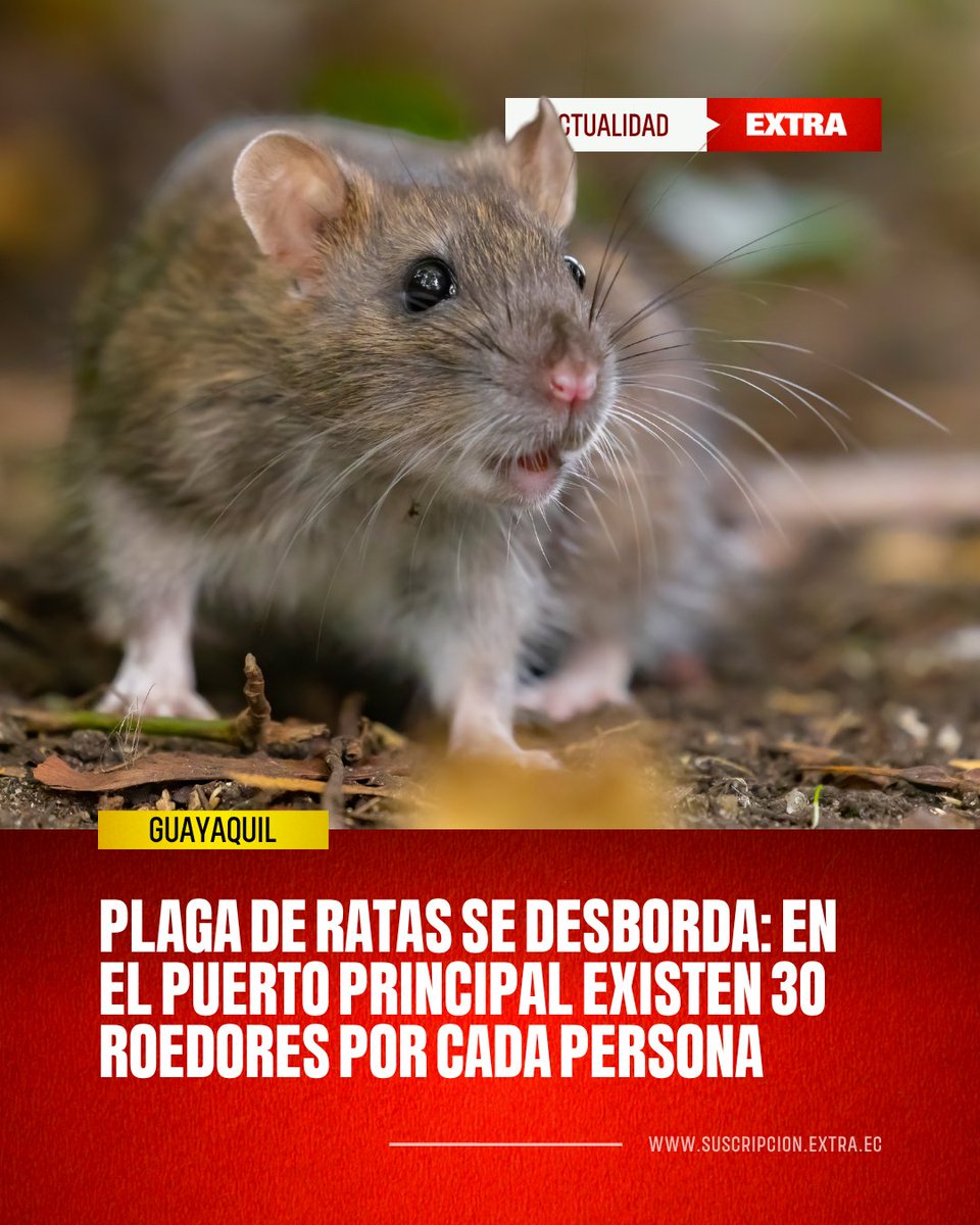 DiarioExtraEc's tweet photo. #Guayaquil | Los roedores no dan tregua. Una mezcla crítica de factores, como la deficiente recolección de basura, el mal manejo de desperdicios y la intensidad de las lluvias, ha creado el escenario perfecto para que las ratas se multipliquen sin control. Las cifras que maneja el Municipio son alarmantes. 😫

Aquí los detalles 👉 https://t.co/MhyM3FC0IE