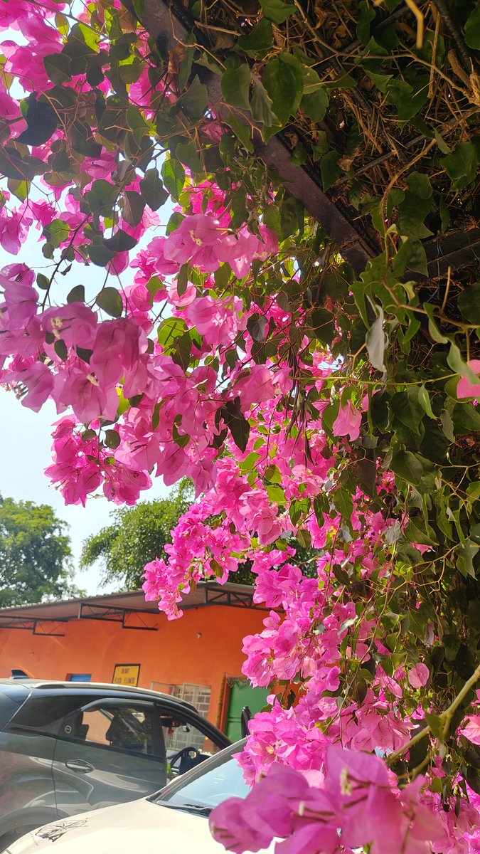 🌄Kiran🇮🇳 tweet media