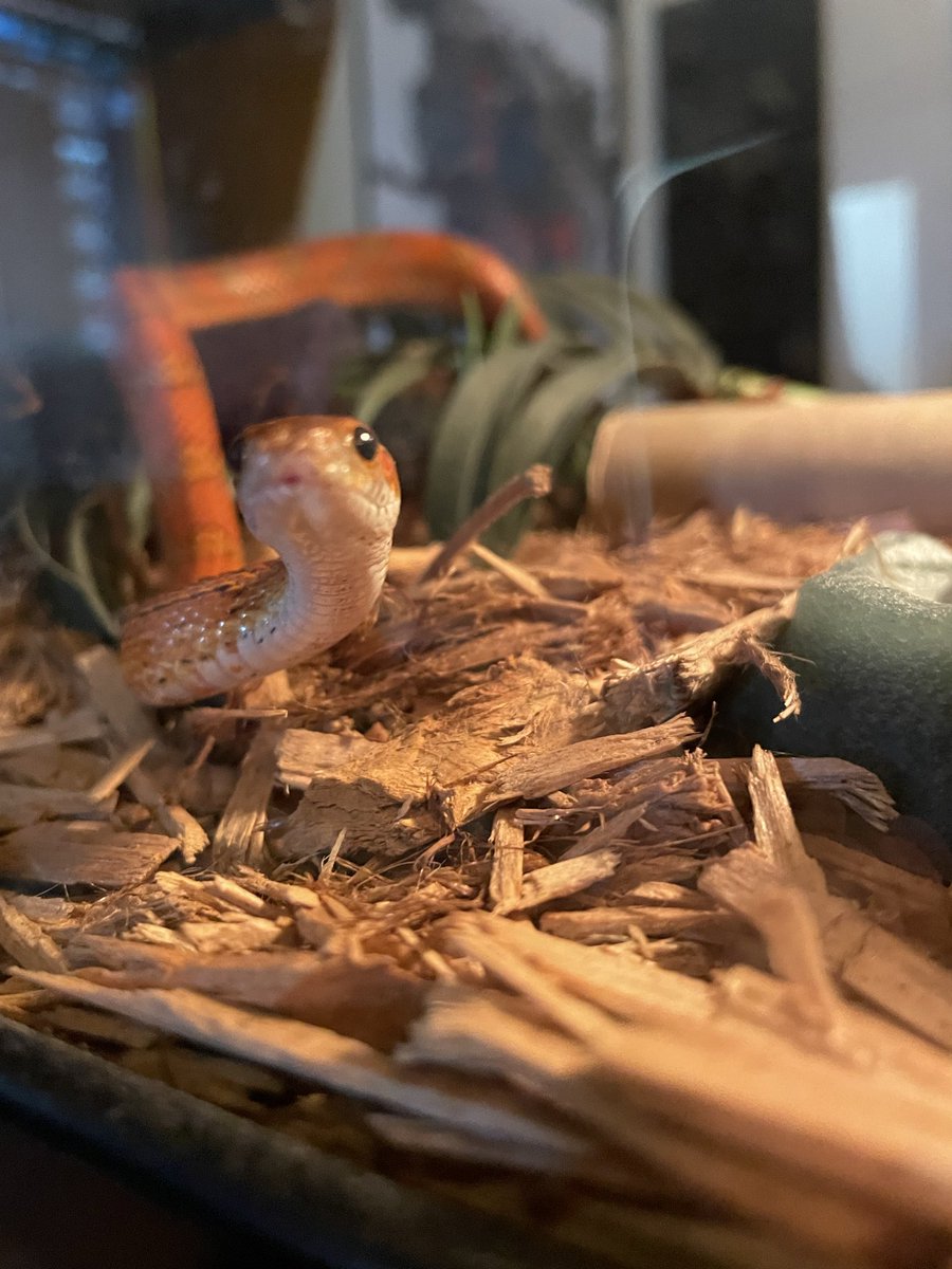 Son of Carl tweet media