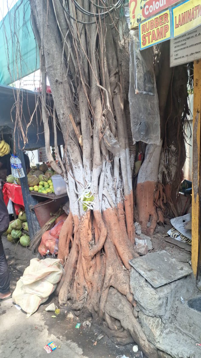 ThopateShi90801's tweet photo. #SaveTreeFromConcrete https://t.co/FhAhqw6Xbz