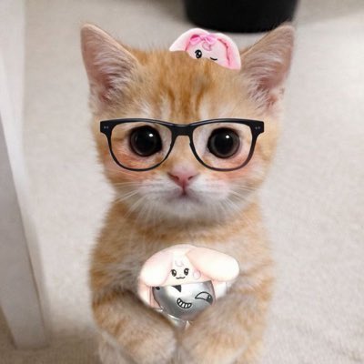 히키고라니୨ৎ tweet media