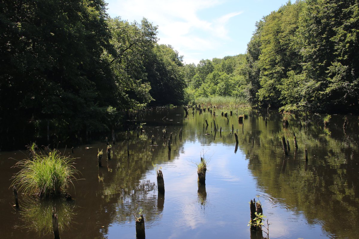 Adam Treeshepherd Rutsch tweet media