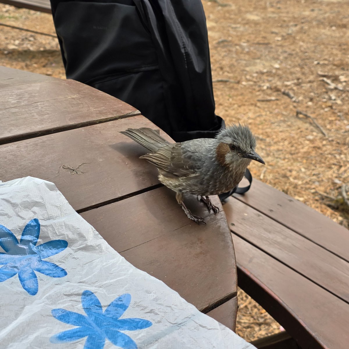 sosohan611004's tweet photo. 이름 모를 아기새가 날아와서 빵을 먹고 갔어요 바로 앞에서 봐서 신기했어요

빵먹는 순간을 영상으로 찍었는데
너무 흥분해서 손이 안눌렸는지 안찍혔지뭐에요ㅜㅜ아쉽지만 눈앞에서 아기새를 보는 경험이 처음이라 너무 귀여웠어요 https://t.co/Mc8KUGzhbD