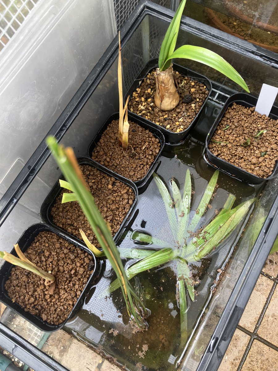 White moon tweet media