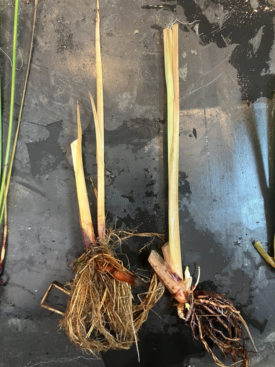 White moon tweet media