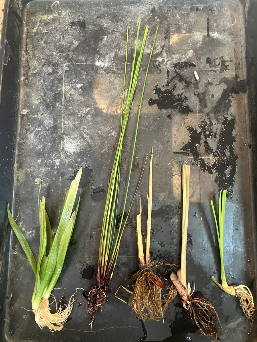 White moon tweet media